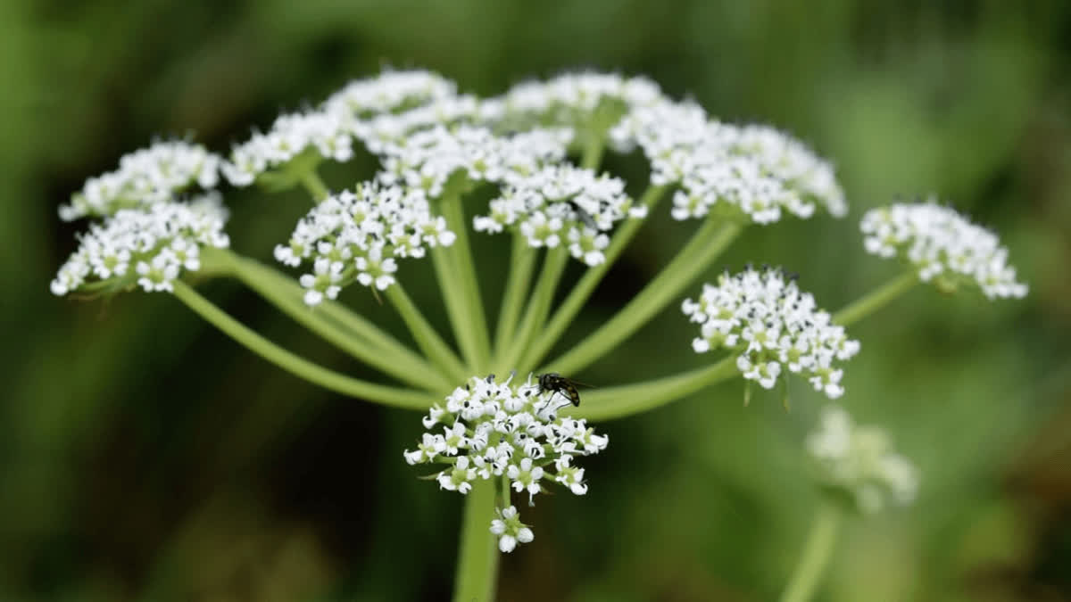 New Plant Species Discovered in Idukkis Grasslands