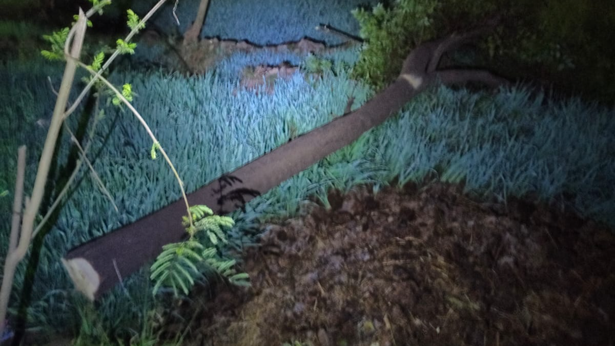 चंदन के कटे हुए पेड़