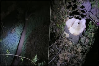 कटे हुए चंदन के पेड़