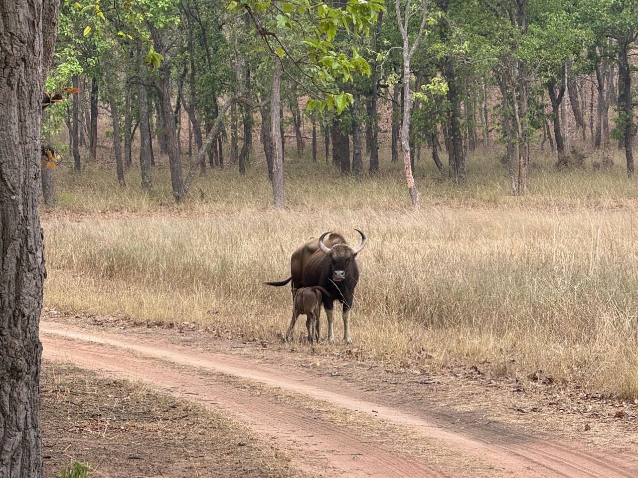 WILDLIFE MANAGEMENT STRATEGY UMARIA