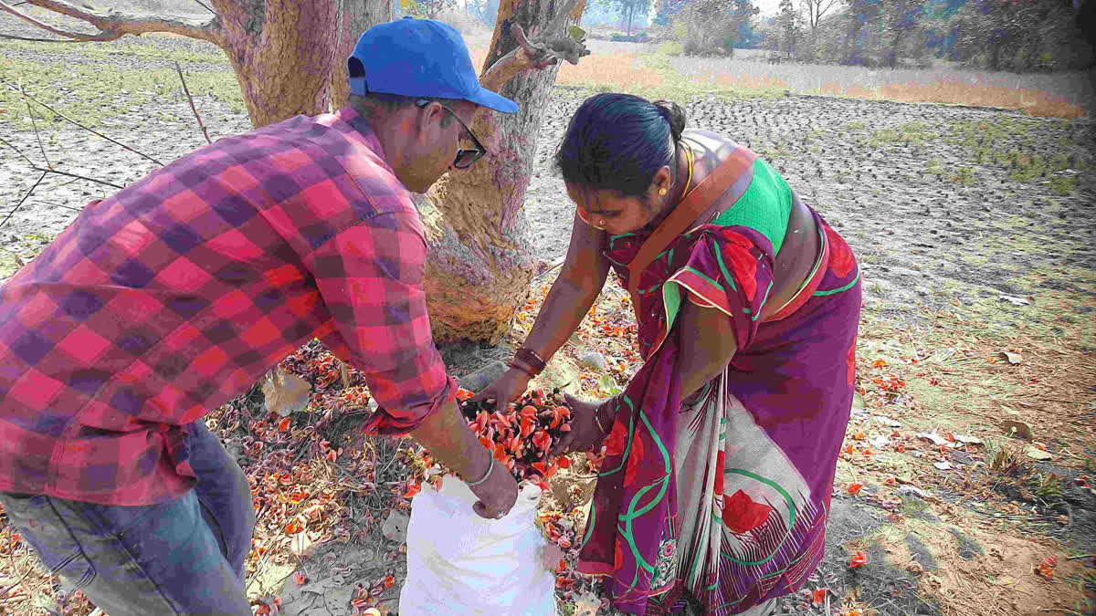 Ahead Of Holi, Sambalpur Couple Creates A Vibrant Orange Naturally With Flame Of Forest Palash