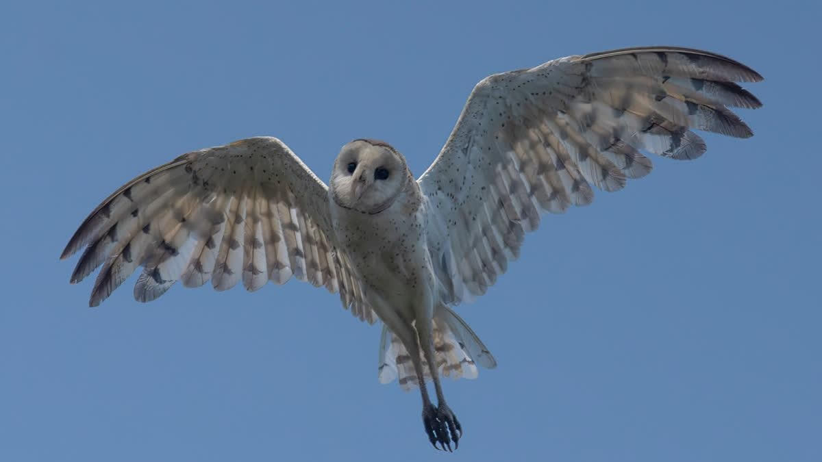 Australasian Grass Owls Return To Bengal After Nearly Five Decades, Photographed For The First Time Australasian Grass Owls Return To Bengal After Nearly Five Decades, Clicked For The First Time