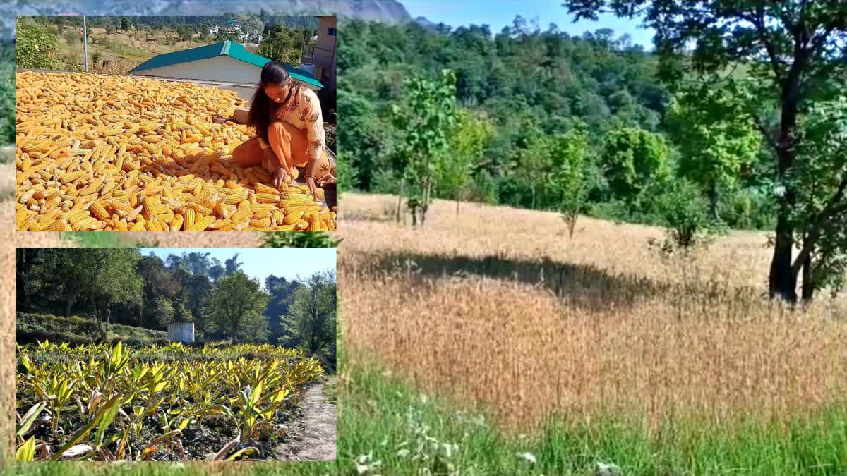 HIMACHAL NATURAL FARMING