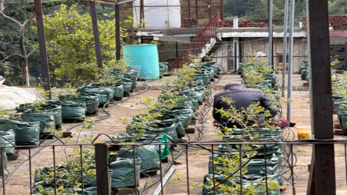 Blueberry Farming in Rooftop