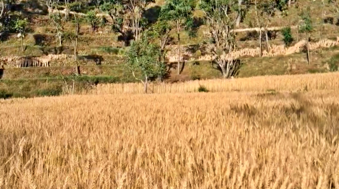 HIMACHAL NATURAL FARMING