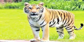 Tiger Roaming In Eluru District