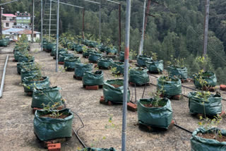 Blueberry Farming in Rooftop