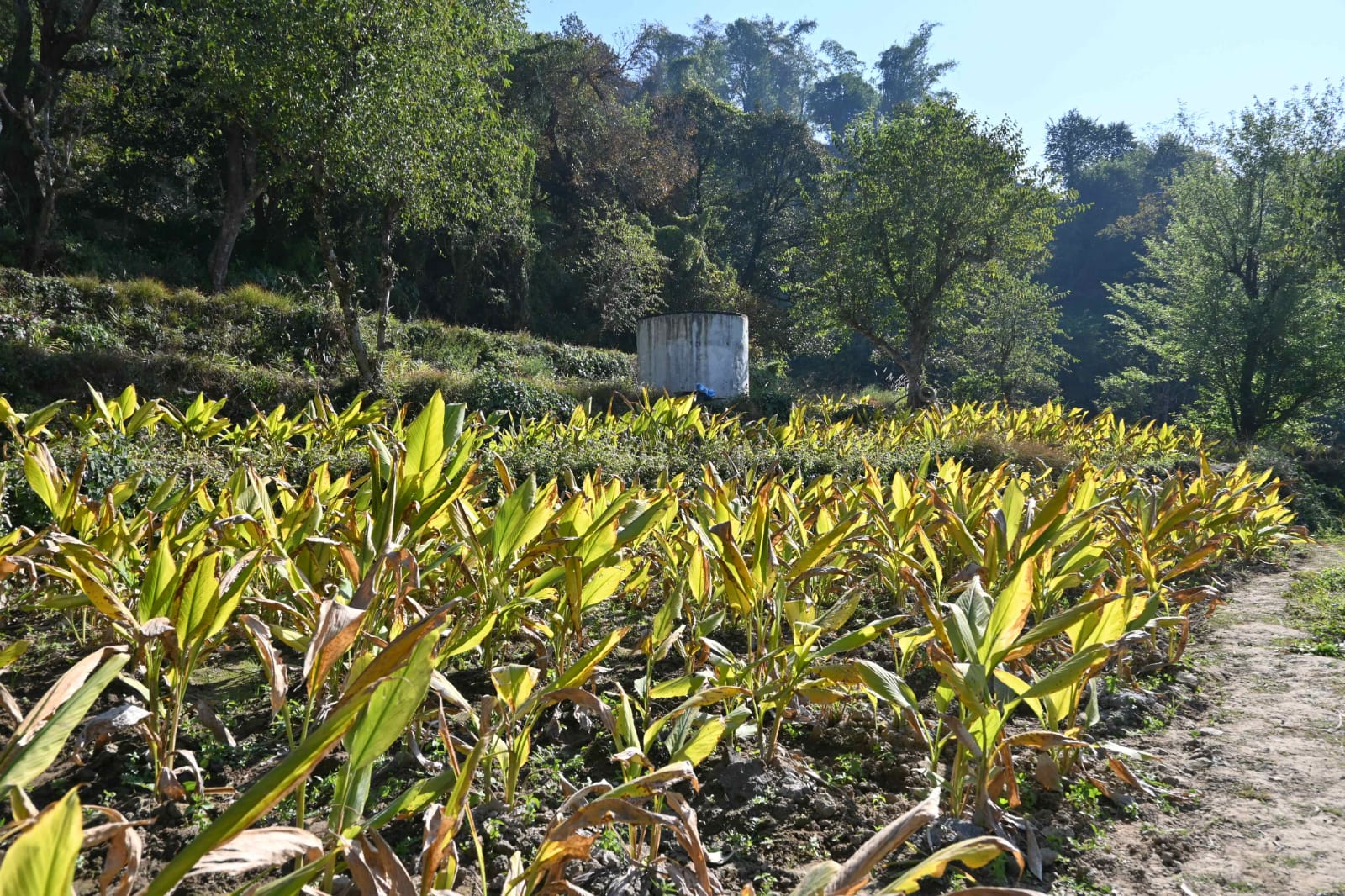 HIMACHAL NATURAL FARMING