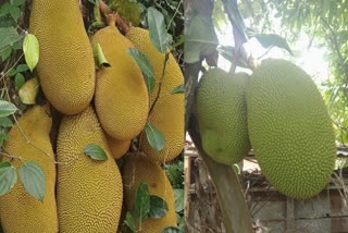 Benefits of Jackfruit, JACKFRUIT, Diabetes, Diabetes Diet, Healthy Food
