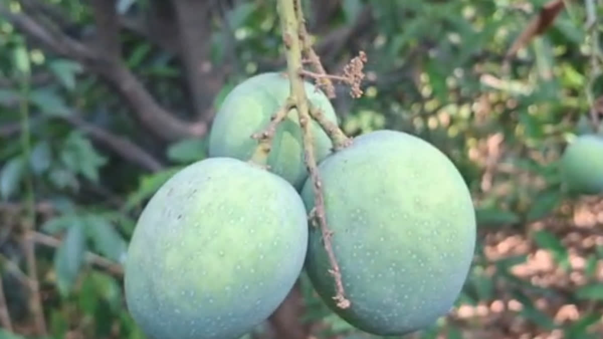Mangoes