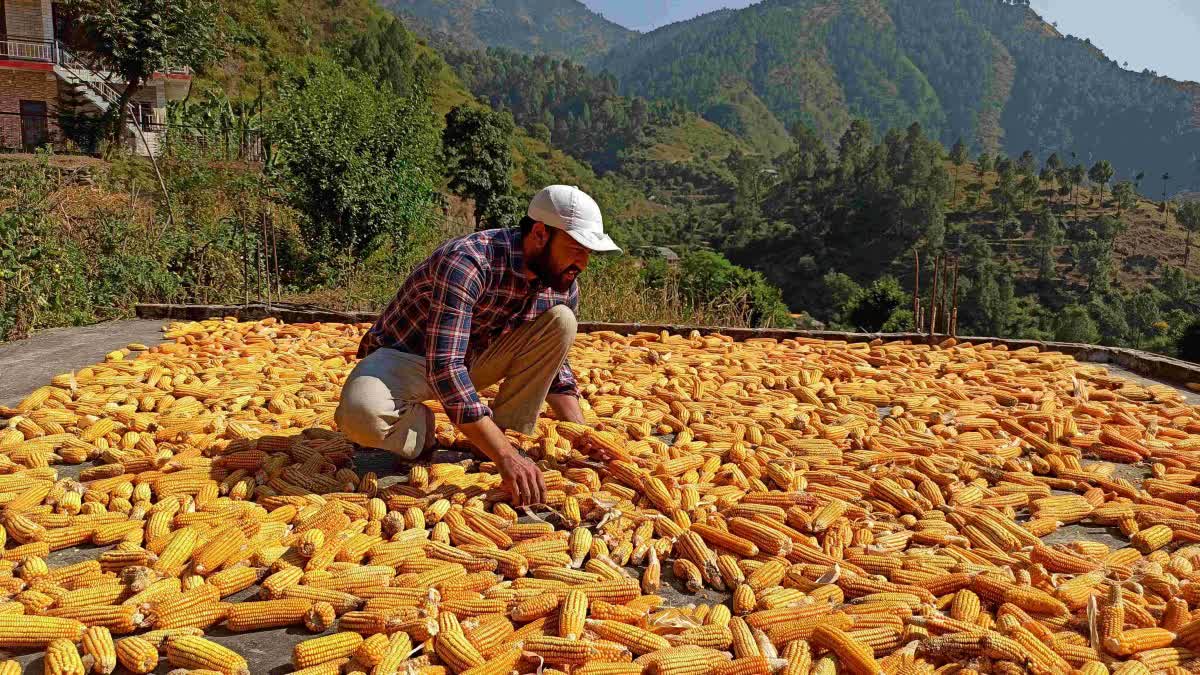 Himachal Maize Seed Price Hike