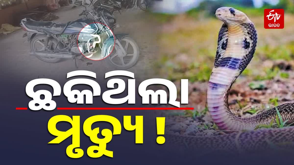 Venomous Cobra Rescued