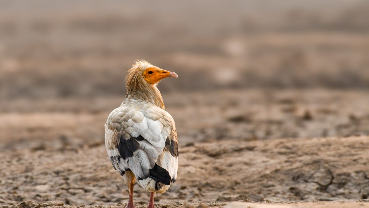Rare And Endangered Egyptian Vultures Sighted For The First Time On Bharatpur Hills