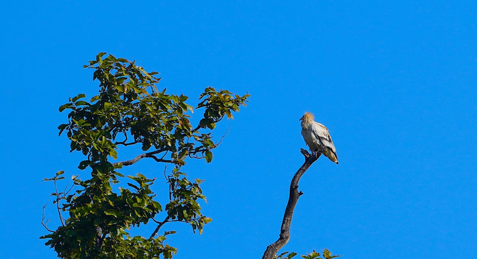 Rare And Endangered Egyptian Vultures Sighted For The First Time On Bharatpur Hills