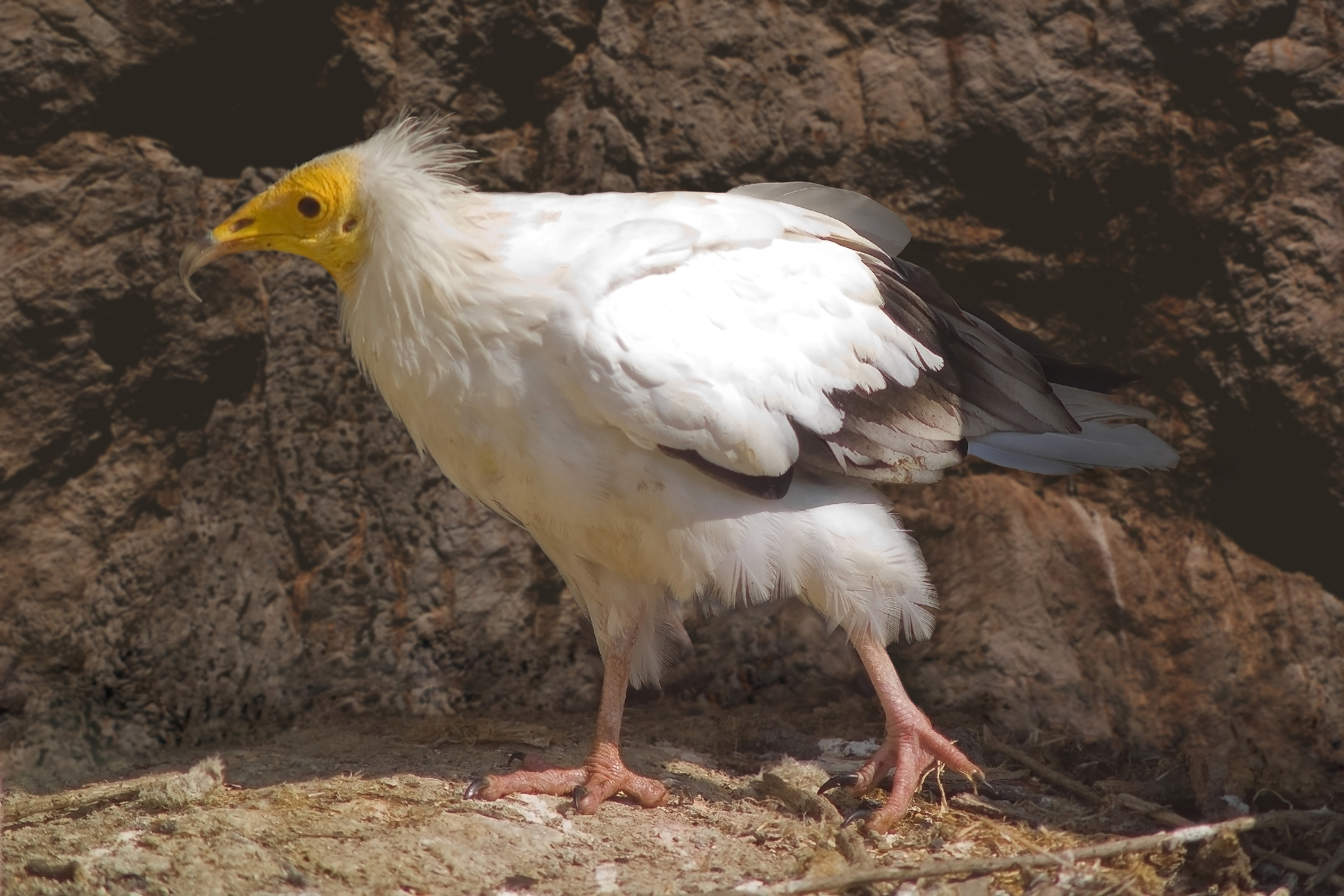 Rare And Endangered Egyptian Vultures Sighted For The First Time On Bharatpur Hills