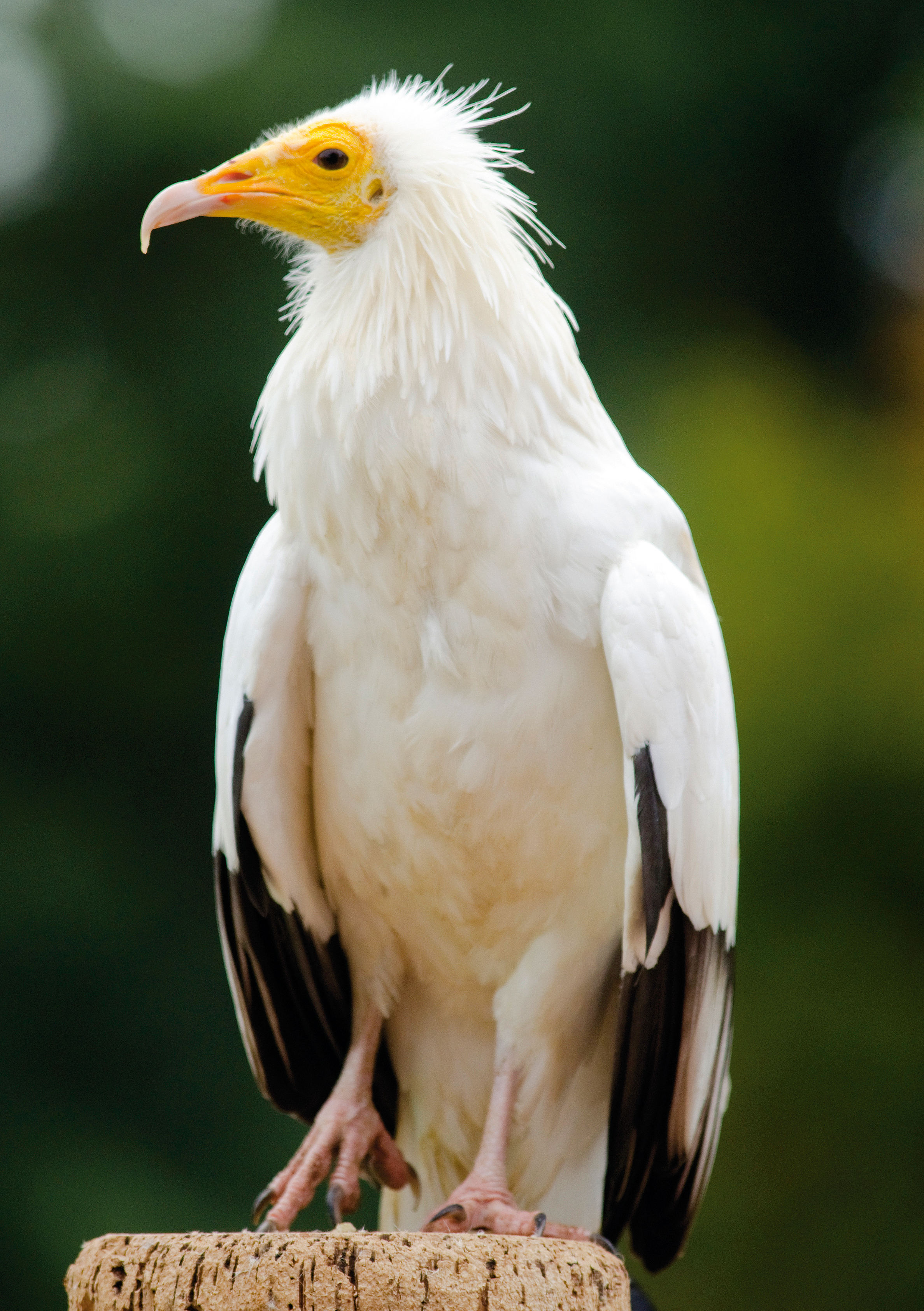 Rare And Endangered Egyptian Vultures Sighted For The First Time On Bharatpur Hills