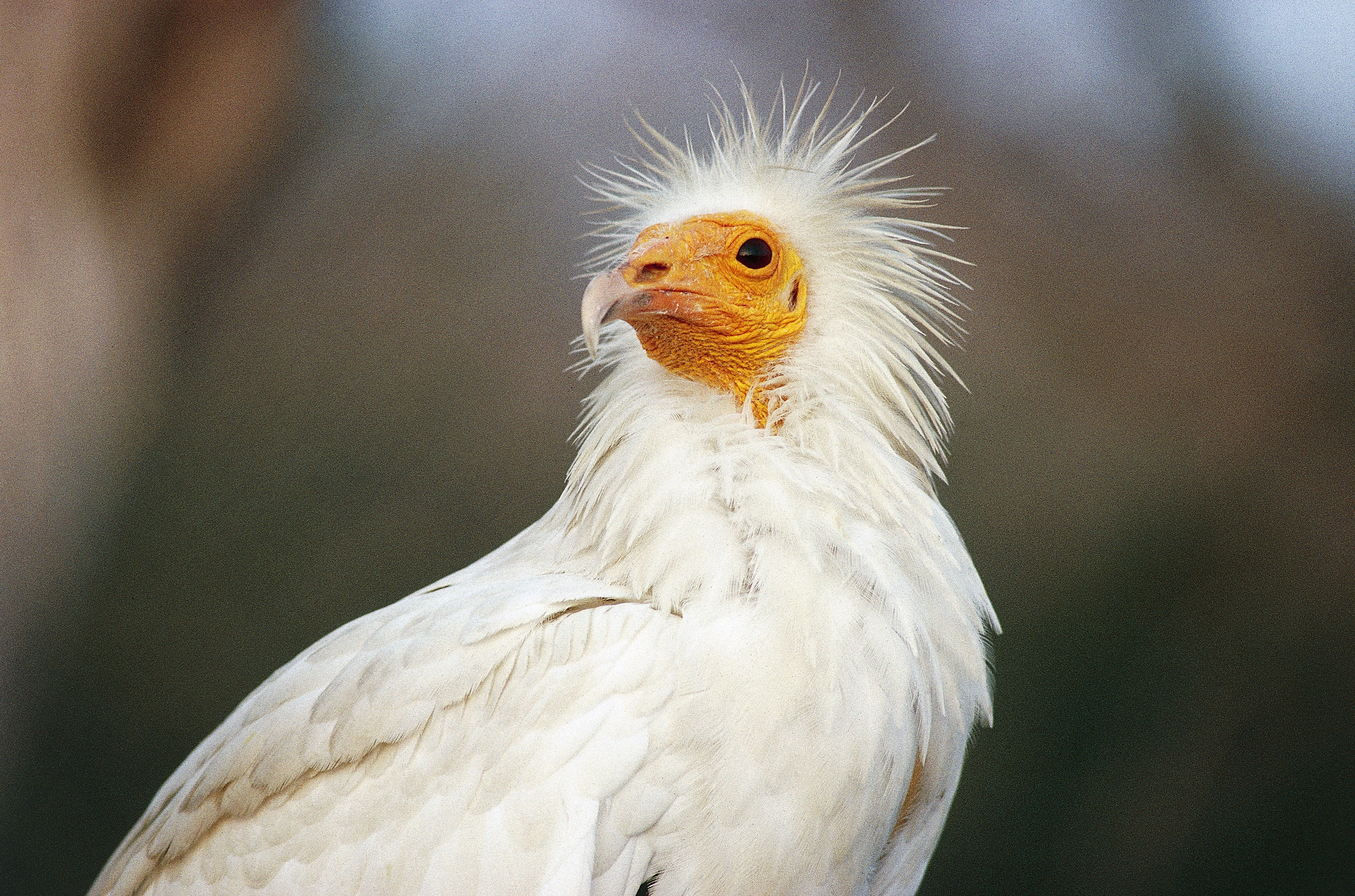 Rare And Endangered Egyptian Vultures Sighted For The First Time On Bharatpur Hills