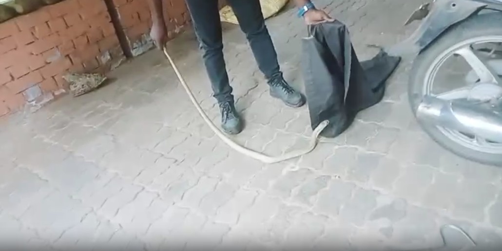 Venomous Cobra Rescued