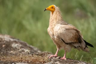 RARE AND ENDANGERED EGYPTIAN VULTURES SIGHTED FOR THE FIRST TIME ON BHARATPUR HILLS