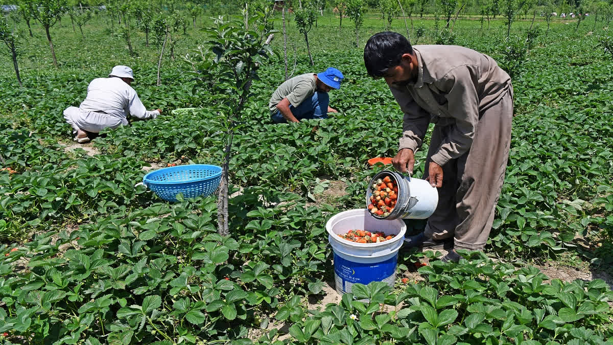 Give Huge Push to Agri-Infrastructure in 100-day plan for Modi 3.0 Government Give Huge Push to Agri-Infrastructure in 100-day plan for Modi 3.0 Government