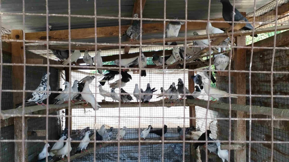 World Pigeon Day: Sujoy Majumdar From Tezpur Preserves 700 Different Species At His Home World Pigeons Day