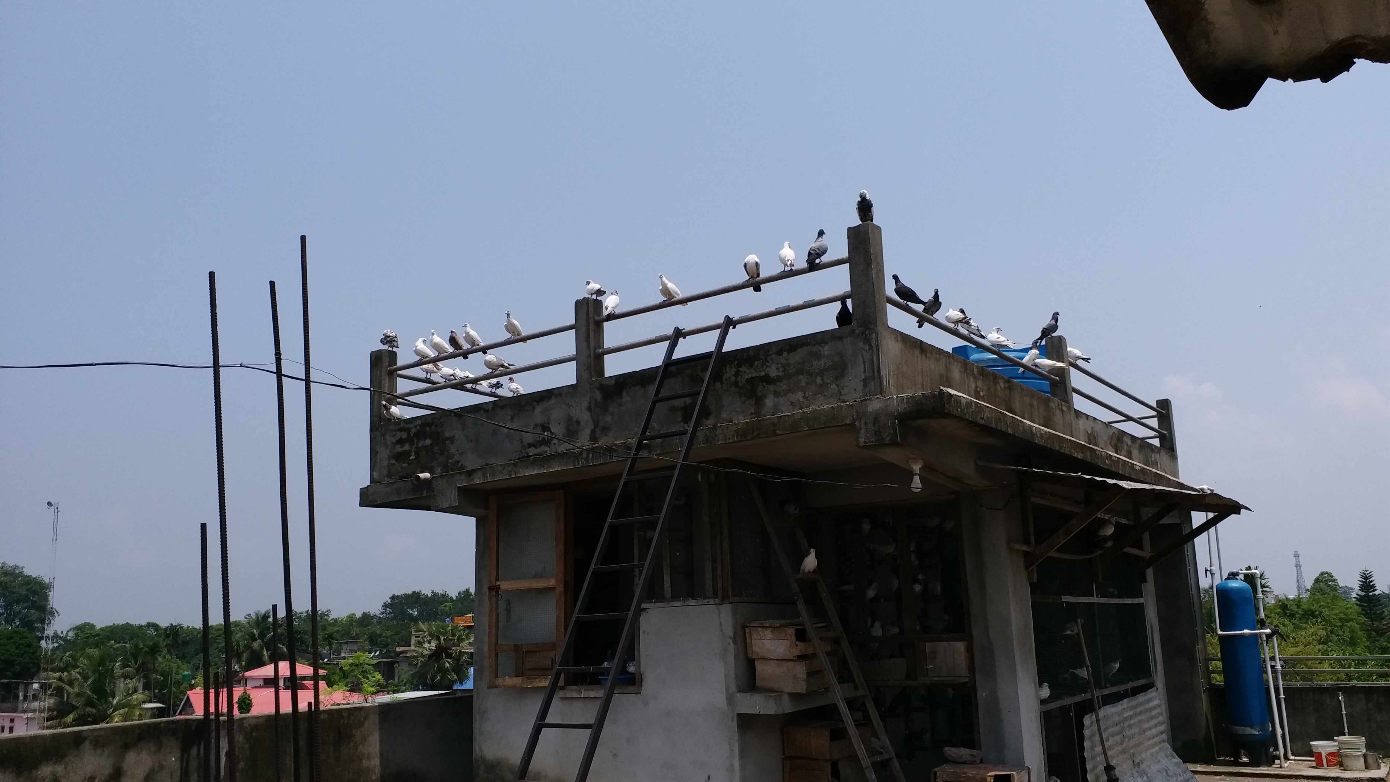 World Pigeon Day: Sujoy Majumdar From Tezpur Preserves 700 Different Species At His Home