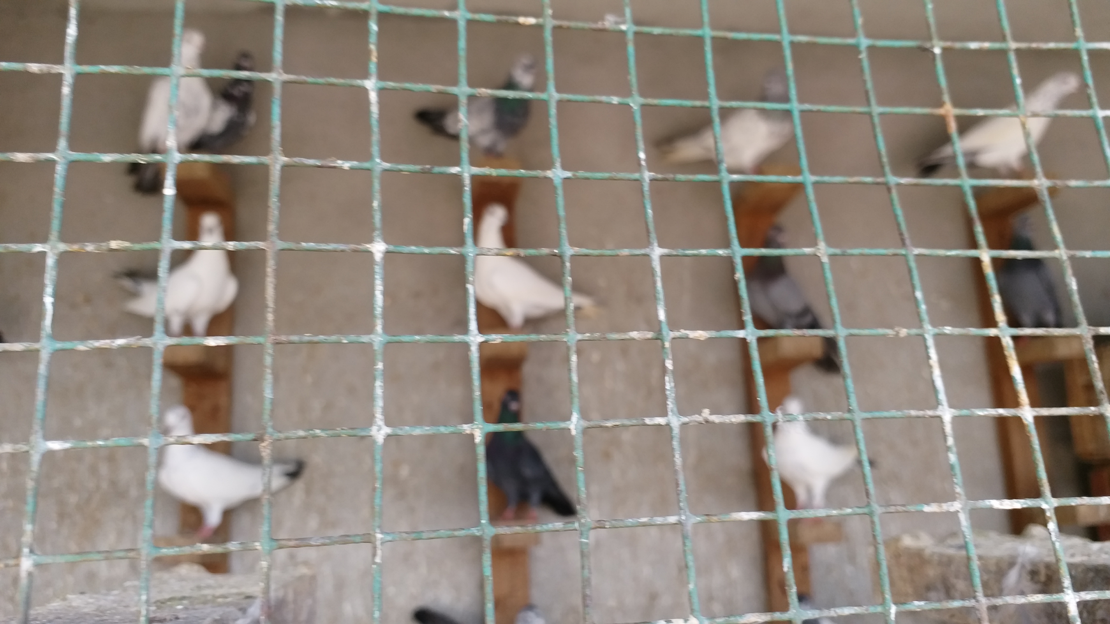 World Pigeon Day: Sujoy Majumdar From Tezpur Preserves 700 Different Species At His Home