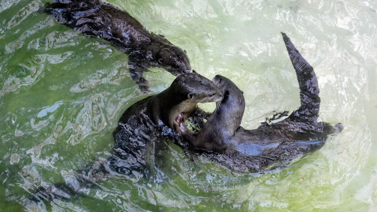 Otters at play