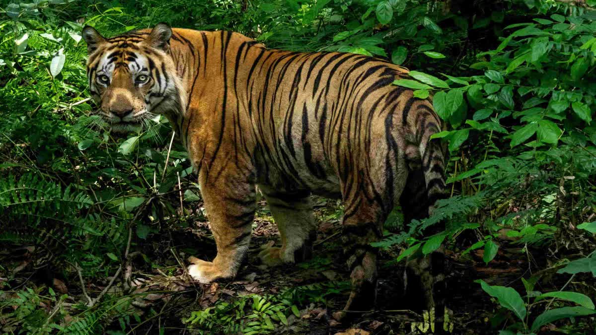 harassing tiger could lead to jail