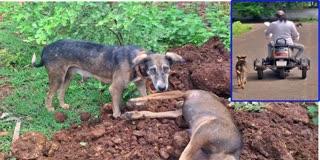 BAGALKOTE  ಶ್ವಾನದ ಅಂತ್ಯಕ್ರಿಯೆ  DOGS BONDING  ANIMALS HEART TOUCHING VIDEO