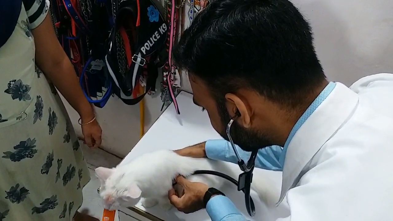 ચોમાસા દરમિયાન પાલતુ પ્રાણીઓમાં પણ વાઇરલ બીમારીનો ખતરો ઉભો થાય છે