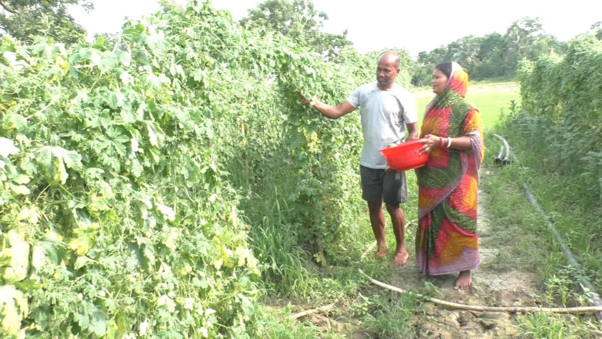 Success Story: How Farming Changed Fate Of This 10th Fail Man From Odisha's Kendrapara Success Story: How Farming Changed Fate Of This 10th Fail Man From Odisha's Kendrapara