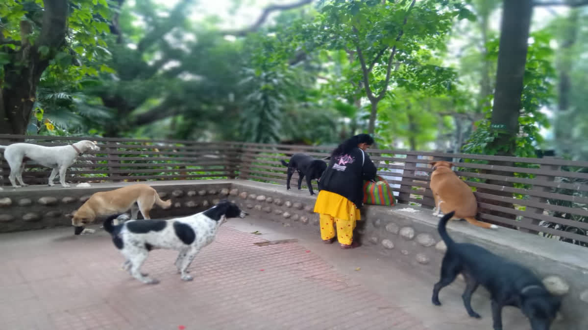 A woman feeds stray dogs in Bengaluru.