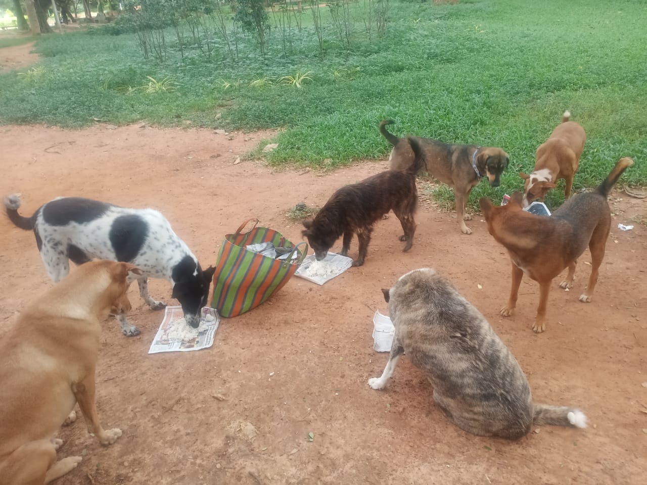 BBMP officials said the project aims to reduce dog aggression and support sterilisation and vaccination efforts under the broader 'One Health' initiative.