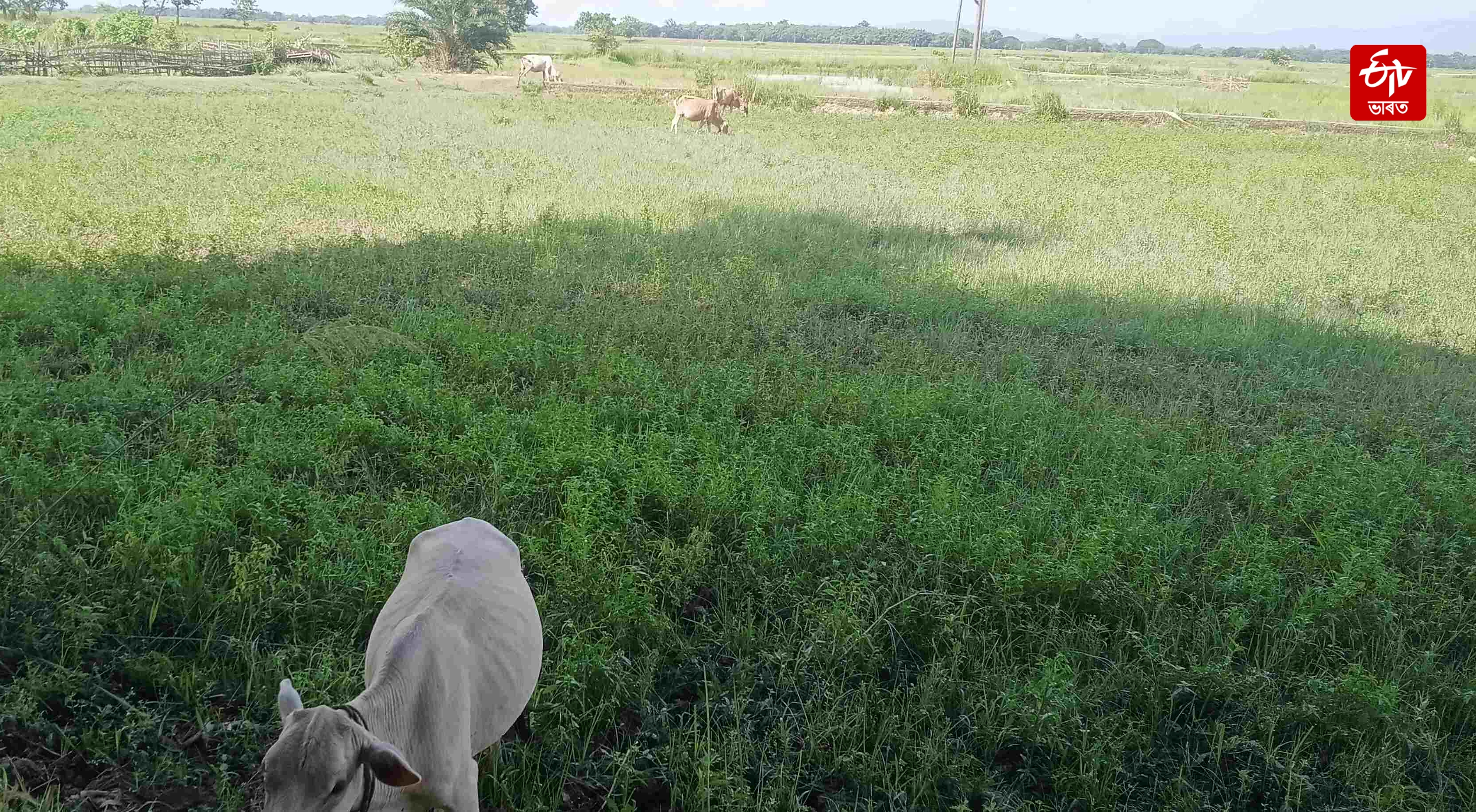 Draught hits Kampur