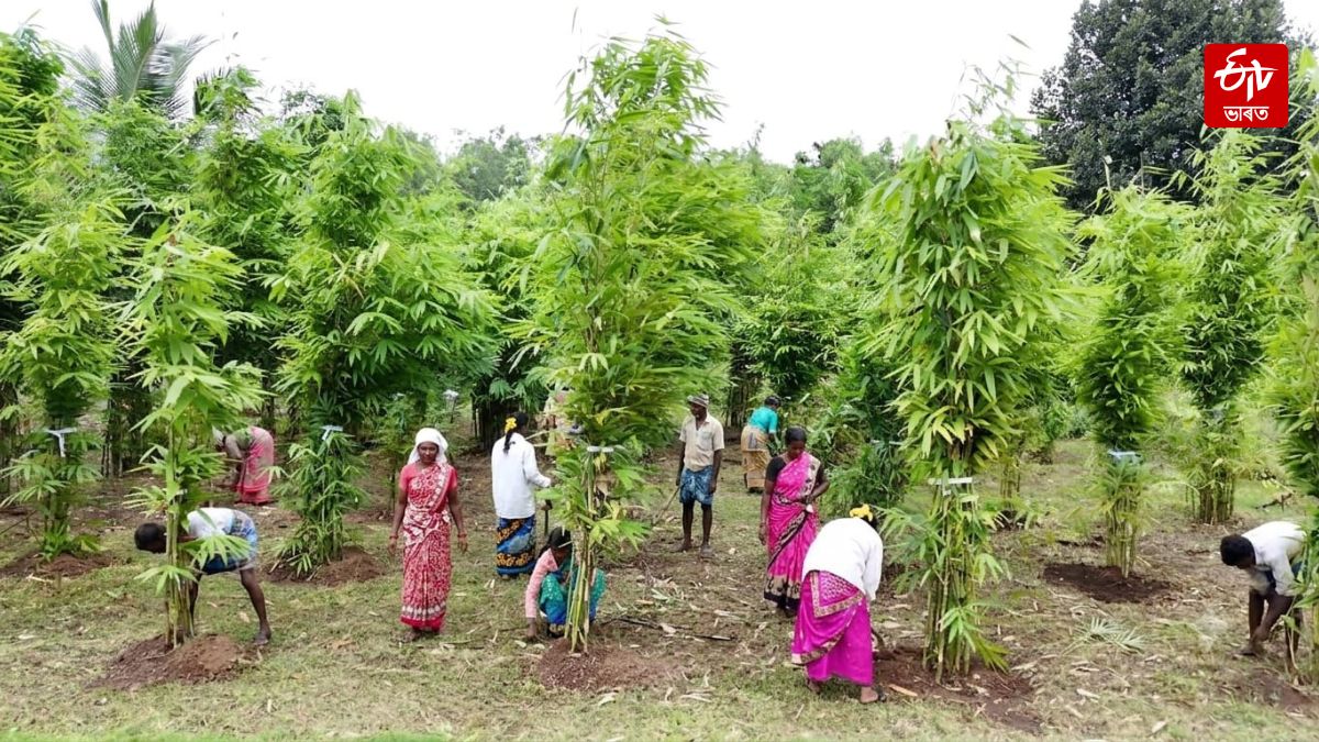 Bamboo Livelihoods in Nagaland
