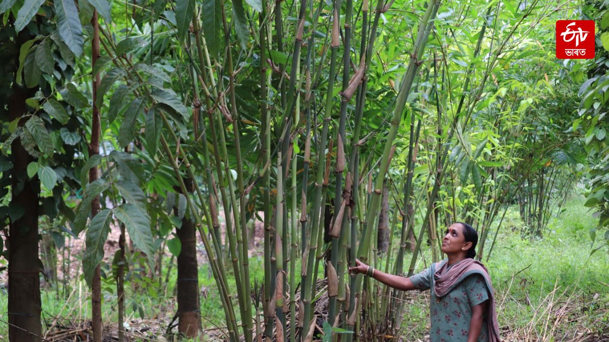 Bamboo Livelihoods in Nagaland