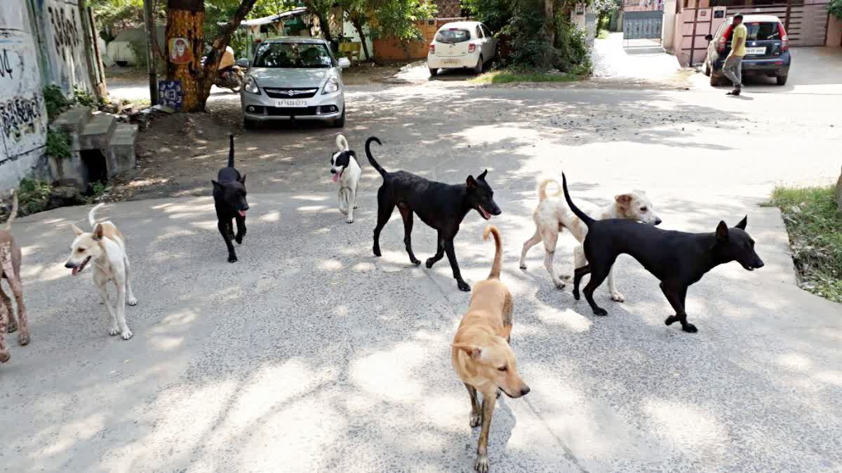 STRAY DOG SITUATION IN INDIA