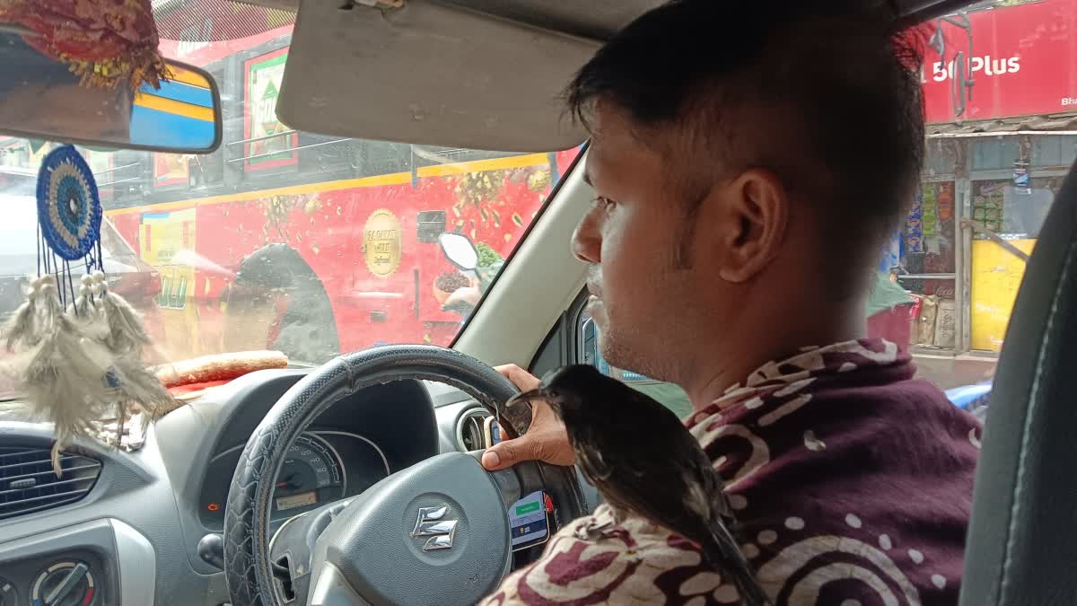bird and cab driver friendship