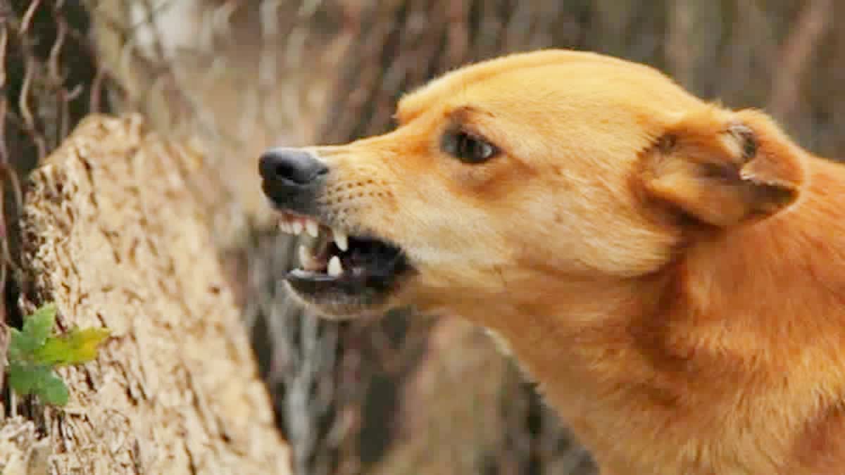 STRAY DOG SITUATION IN INDIA