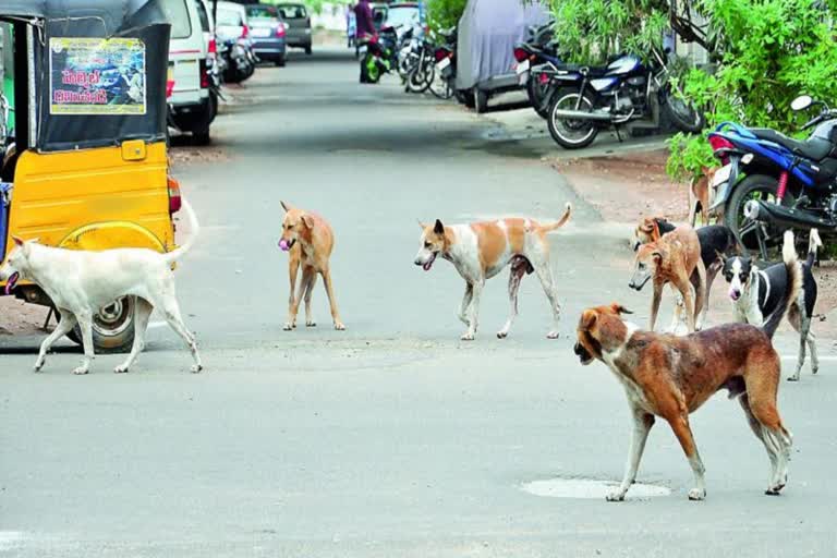 STRAY DOG SITUATION IN INDIA