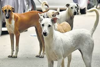 Ujjain street dogs BITES