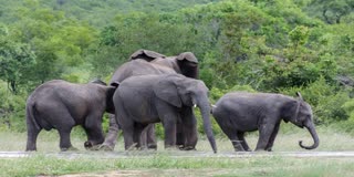 Elephant Behavior Changes Due to Human Activities in Forests