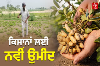Bathinda farmers take up groundnut farming
