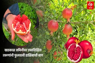 Buldhana Pomegranate Farming