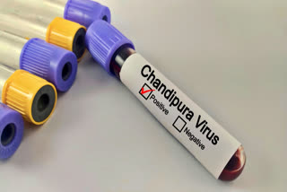 Chandipura virus affects children under 15 years