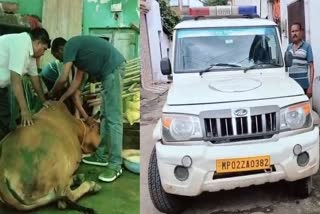 JABALPUR MOBILE VETERINARY CLINIC