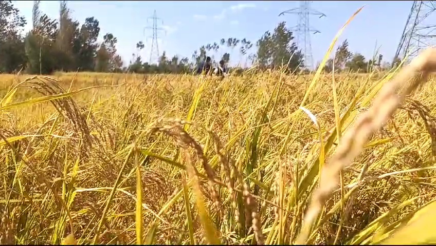 مشک بدجی