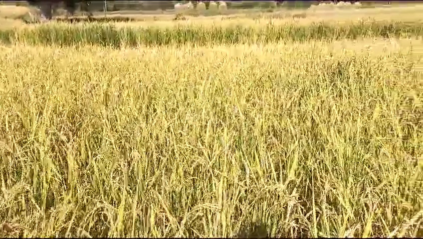 مشک بدجی  کی فصل