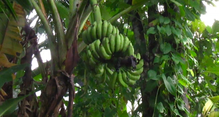driver cultivate grapes organic farming in ernakulam auto driver farmer agriculture news